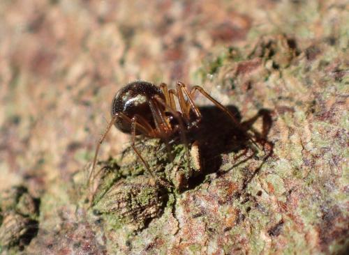 Réf. 275 871 : Tenuiphantes sp.